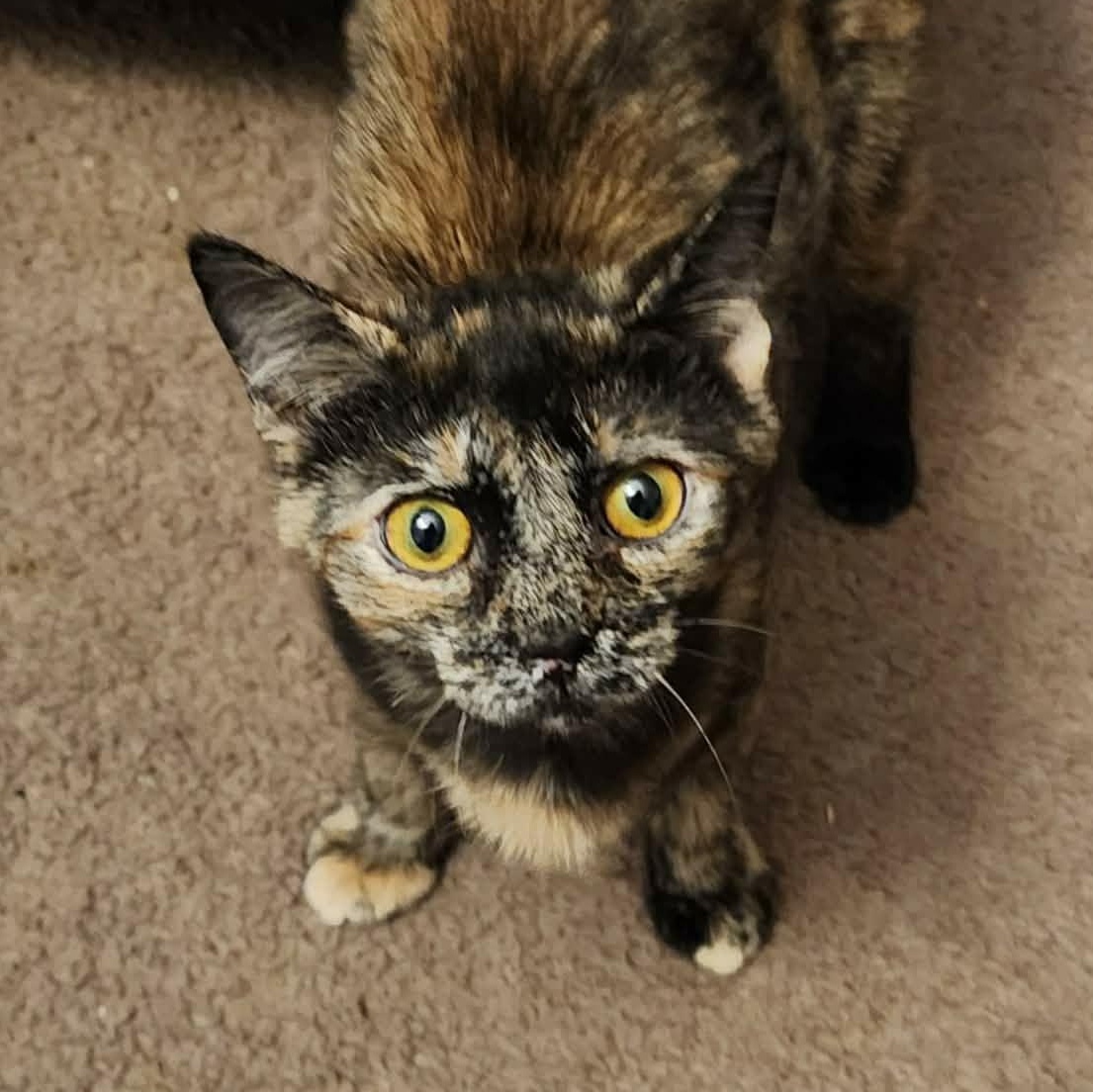 Enlarge Raisen Bran, an adoptable Tortoiseshell in Shippenville, PA image 3/6