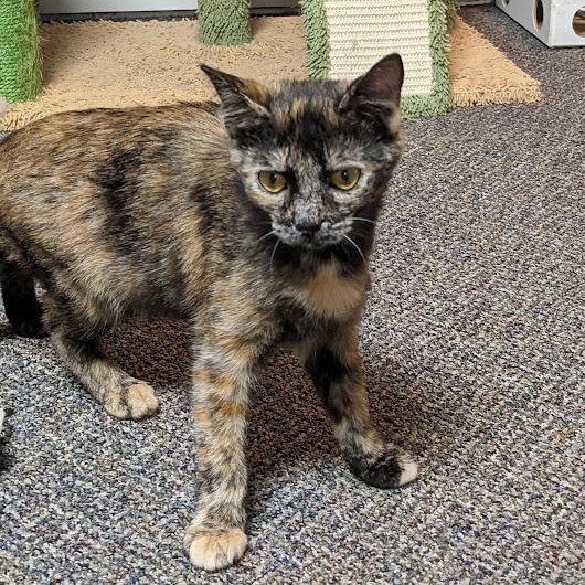 Enlarge Raisen Bran, an adoptable Tortoiseshell in Shippenville, PA image 4/6