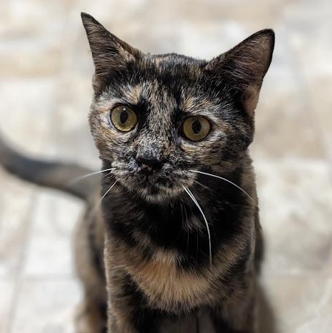 Enlarge Raisen Bran, an adoptable Tortoiseshell in Shippenville, PA image 6/6