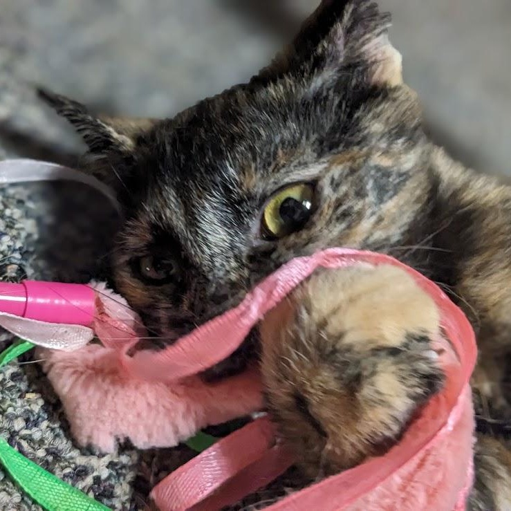 Enlarge Raisen Bran, an adoptable Tortoiseshell in Shippenville, PA image 5/6