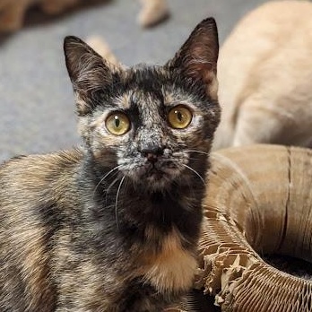 Enlarge Raisen Bran, an adoptable Tortoiseshell in Shippenville, PA image 1/6
