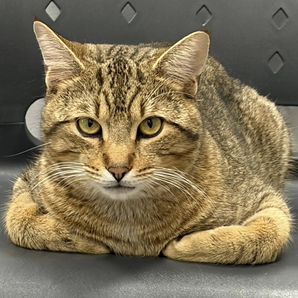 Cooper, a Adoptable Domestic Short Hair in Lake Panasoffkee, FL image 1/3