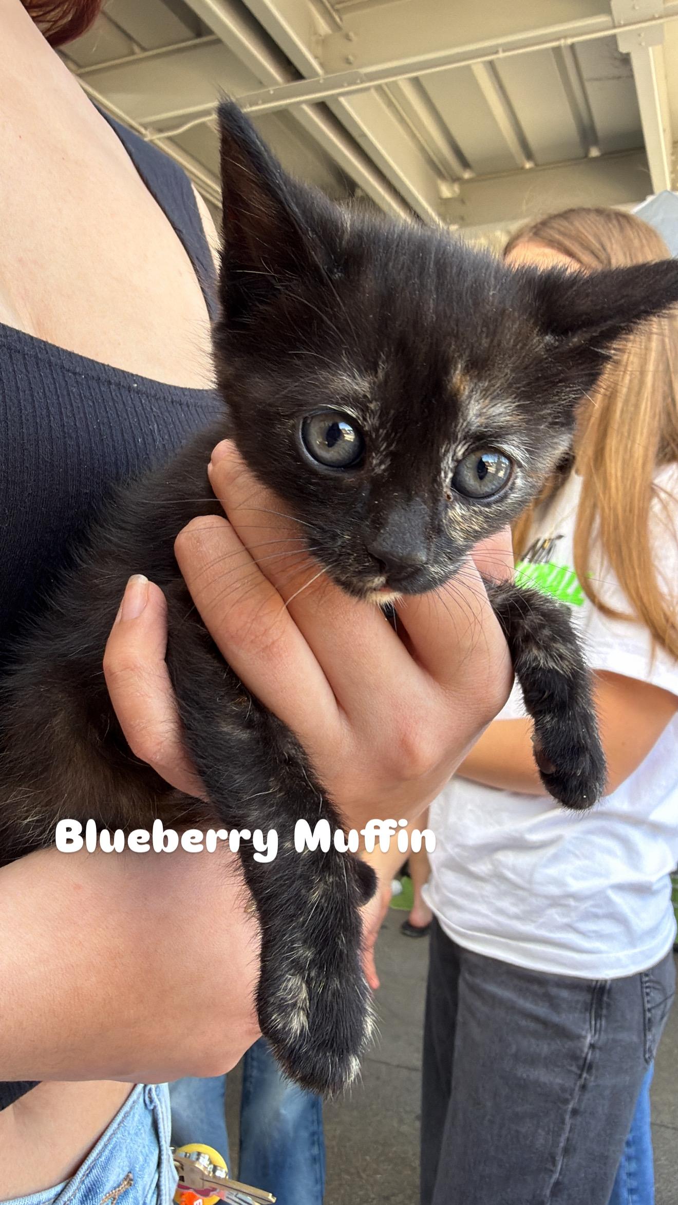 Enlarge Blueberry Muffin, an adoptable Tortoiseshell in Penryn, CA image 1/1