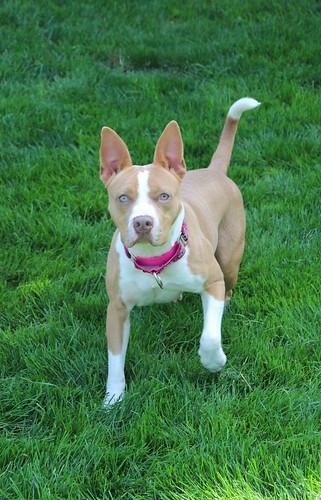 Enlarge Sonar, a Adoptable mixed breed in Sioux Falls, SD image 2/6