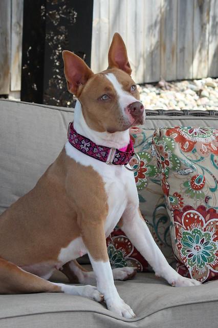 Enlarge Sonar, a Adoptable mixed breed in Sioux Falls, SD image 3/6