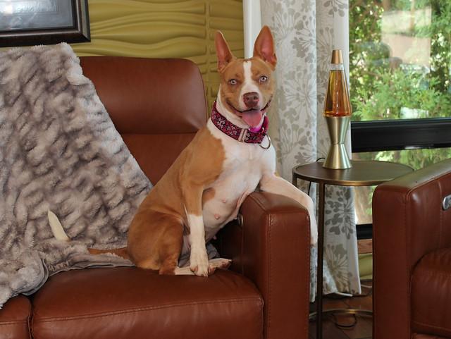 Sonar, an adoptable Terrier in Sioux Falls, SD, 57101 | Photo Image 2