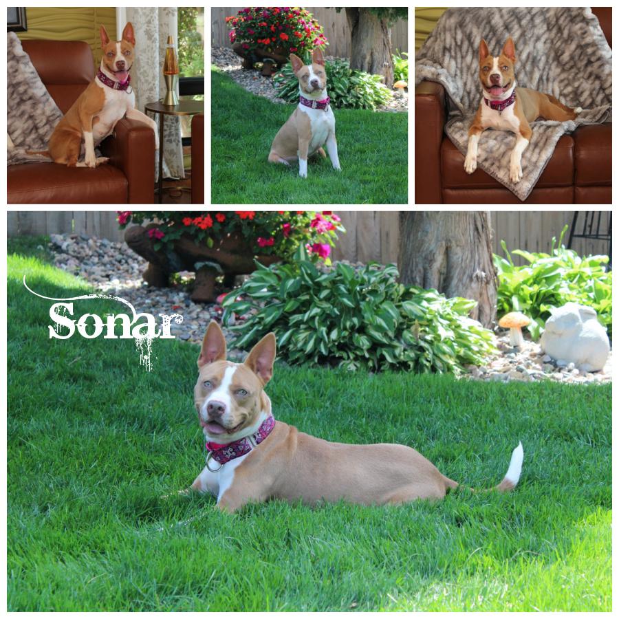 Sonar, Adoptable, Adult Female Terrier.
