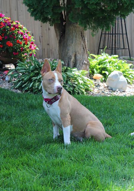 Sonar, an adoptable Terrier in Sioux Falls, SD, 57101 | Photo Image 6