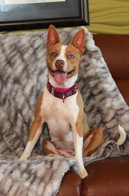 Sonar, an adoptable Terrier in Sioux Falls, SD, 57101 | Photo Image 4