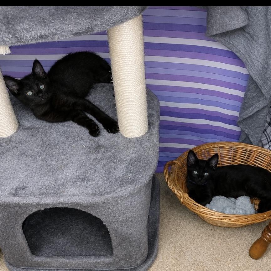 Coal, a Adoptable Domestic Short Hair in Commerce City, CO image 1/6