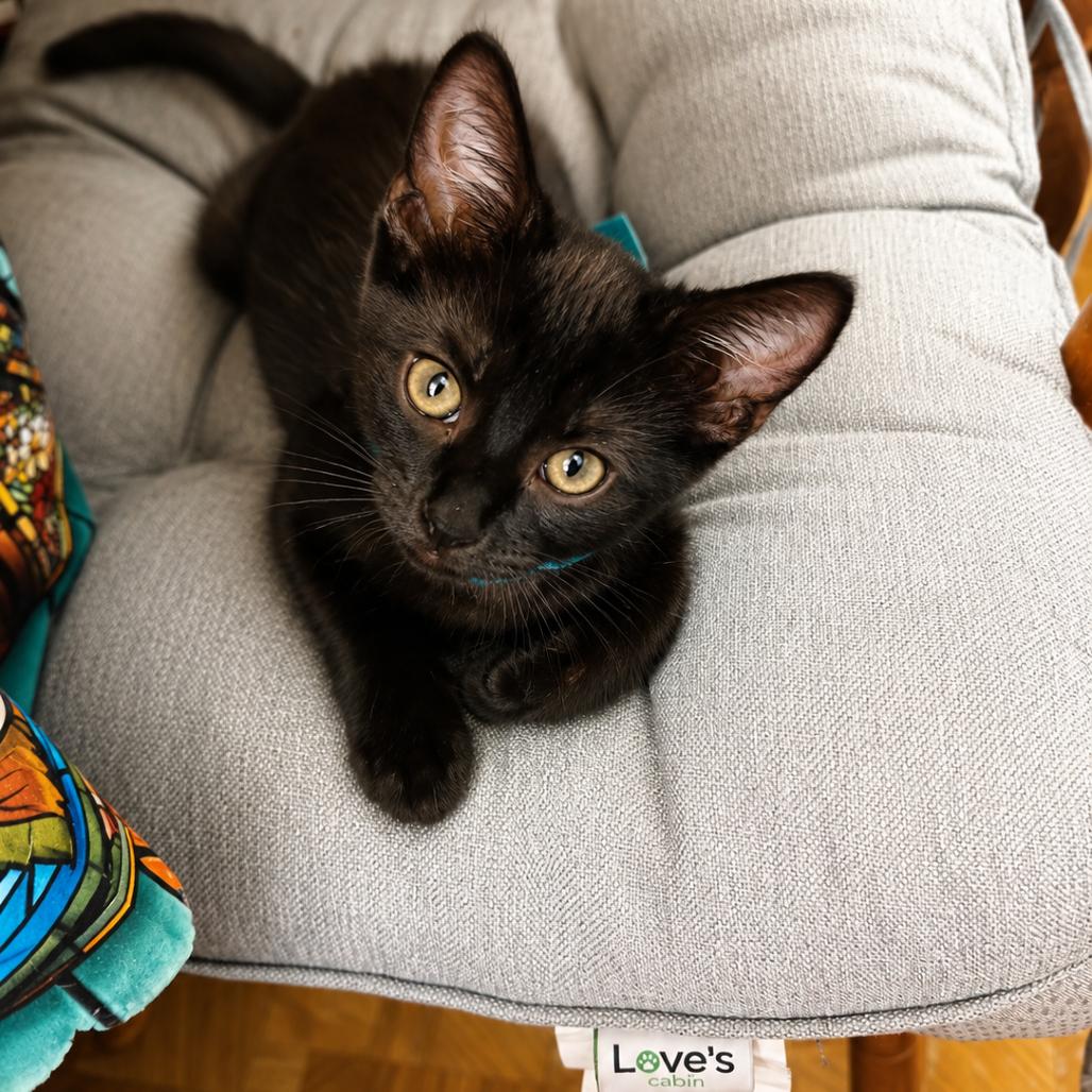 Coal, a Adoptable Domestic Short Hair in Commerce City, CO image 2/6