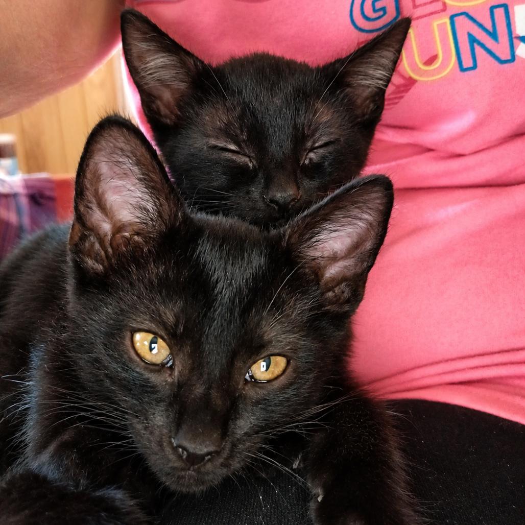 Coal, a Adoptable Domestic Short Hair in Commerce City, CO image 4/6