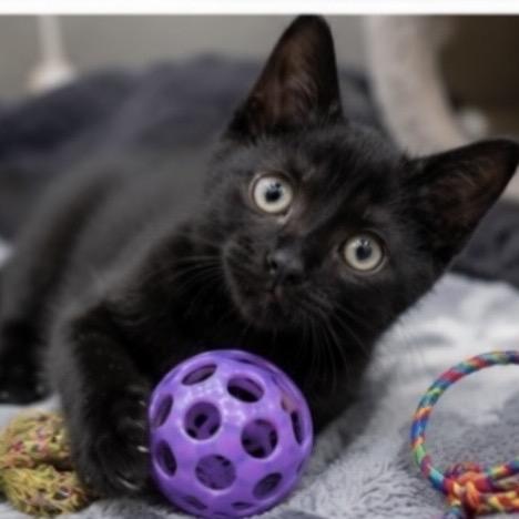 Coal, a Adoptable Domestic Short Hair in Commerce City, CO image 3/6