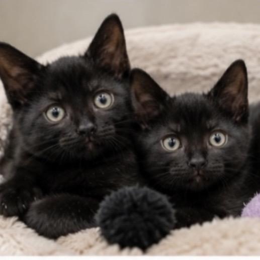 Coal, a Adoptable Domestic Short Hair in Commerce City, CO image 6/6
