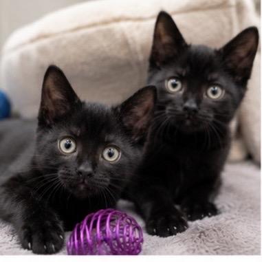 Coal, a Adoptable Domestic Short Hair in Commerce City, CO image 5/6