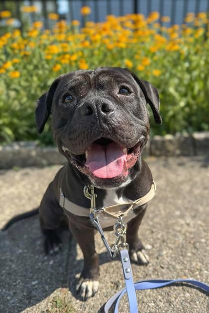 Enlarge Onyx, a Adoptable Mixed Breed in Miamitown, OH image 2/3