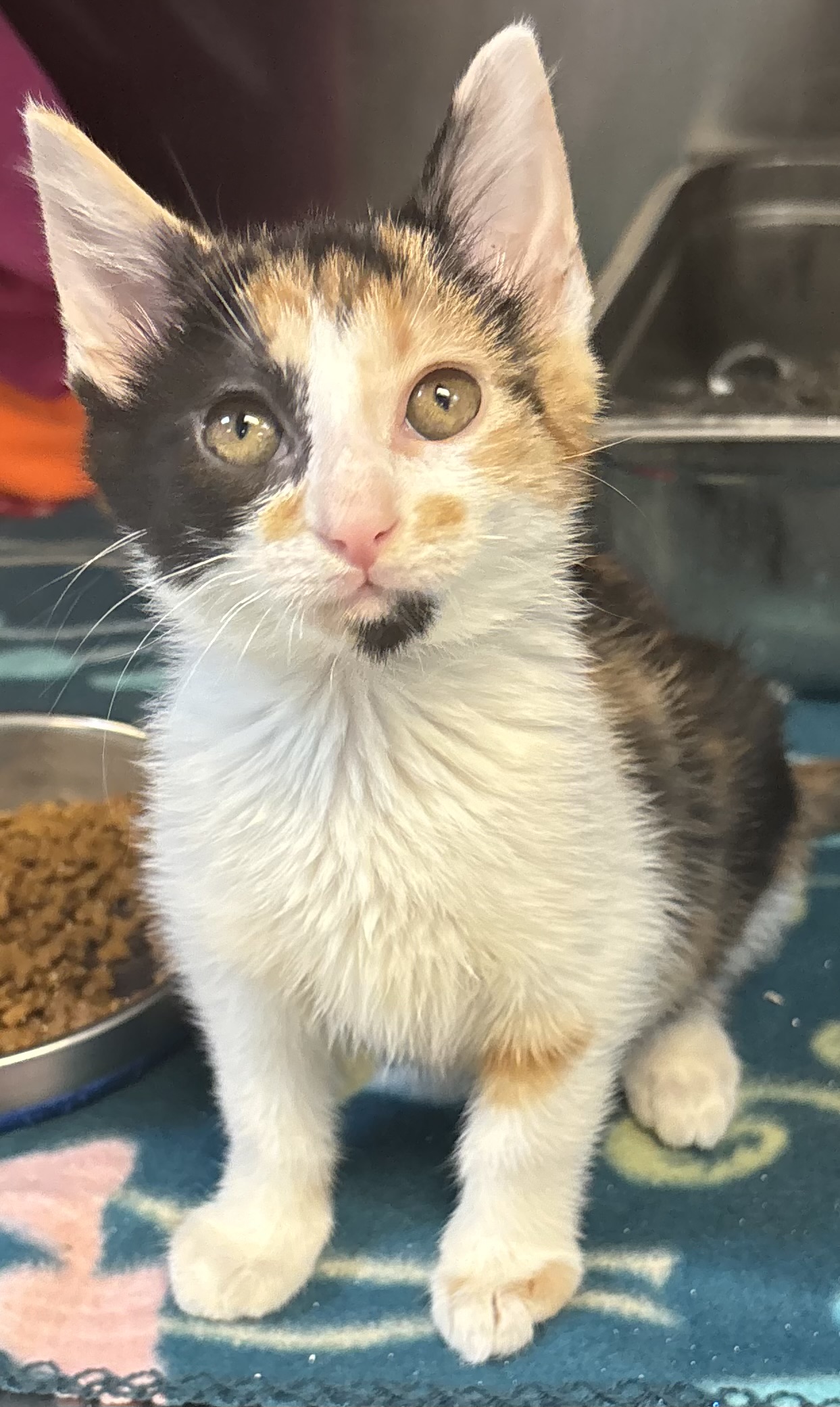 Cat for adoption Garuda, a Domestic Short Hair in Ravenna, OH Petfinder