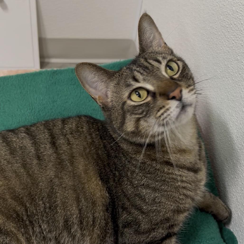 Draco, Adoptable, Senior Male Domestic Short Hair.