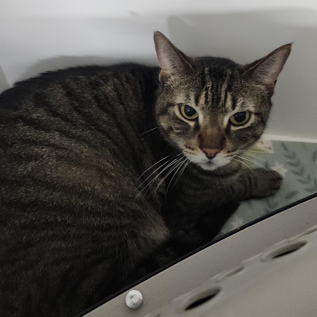 Enlarge Draco, a Adoptable Domestic Short Hair in Clearwater, FL image 2/2