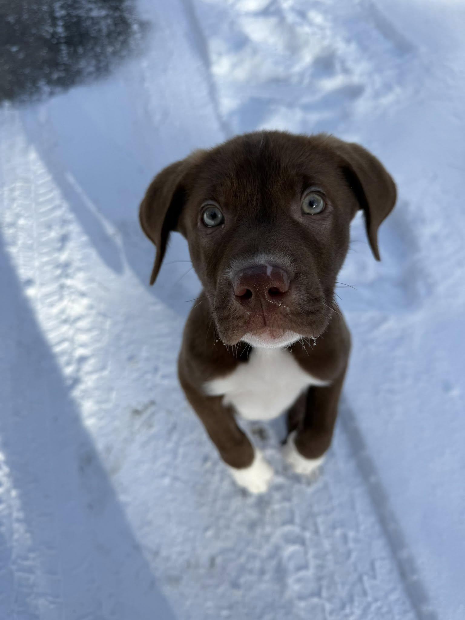 Donner, ADOPTABLE, Puppy Male Labrador Retriever.