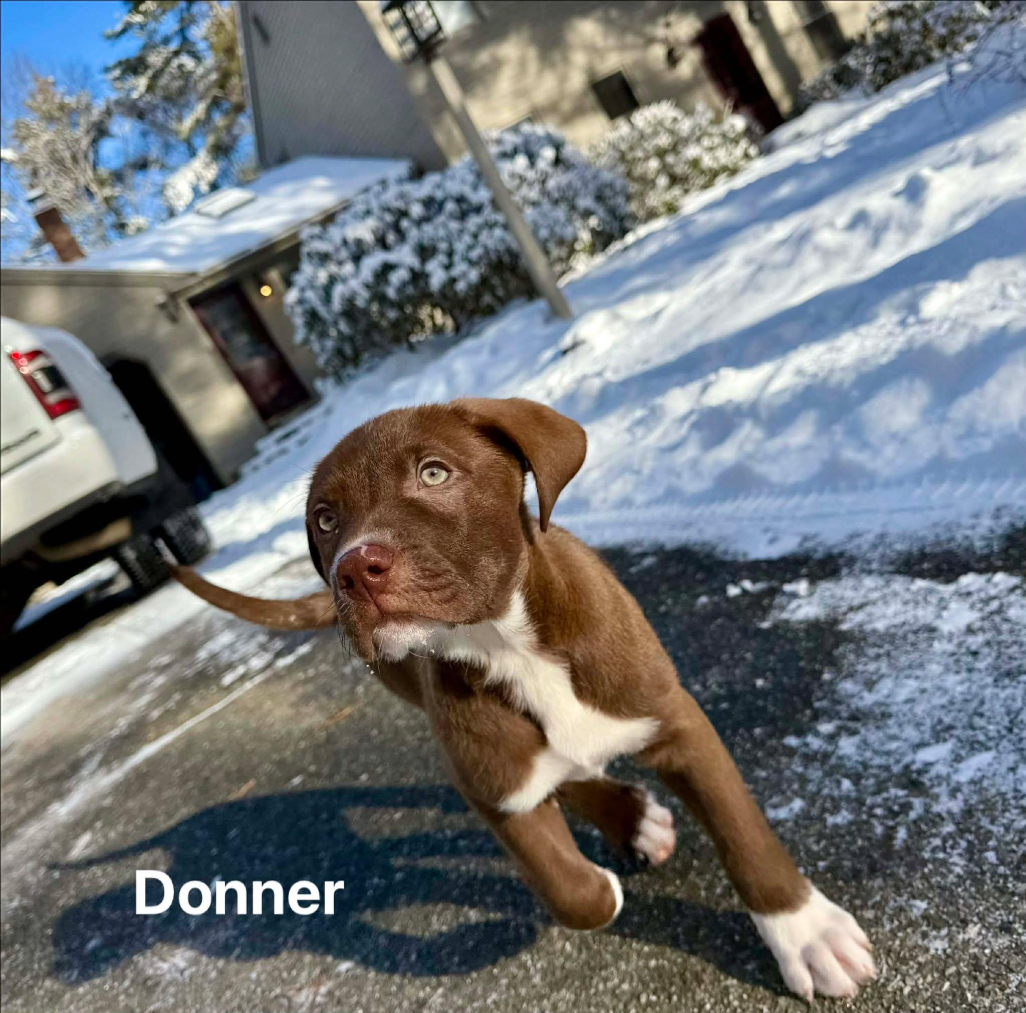 Donner, ADOPTABLE, Puppy Male Labrador Retriever.