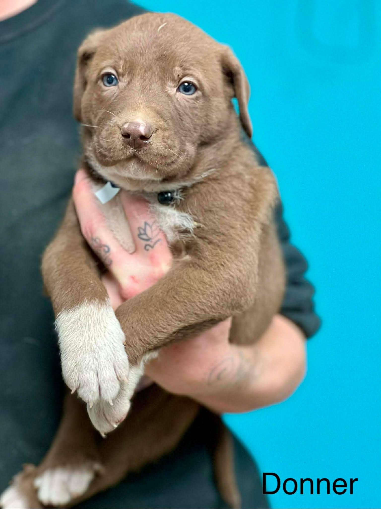 Enlarge Donner, a ADOPTABLE mixed breed in Brunswick, ME image 1/1