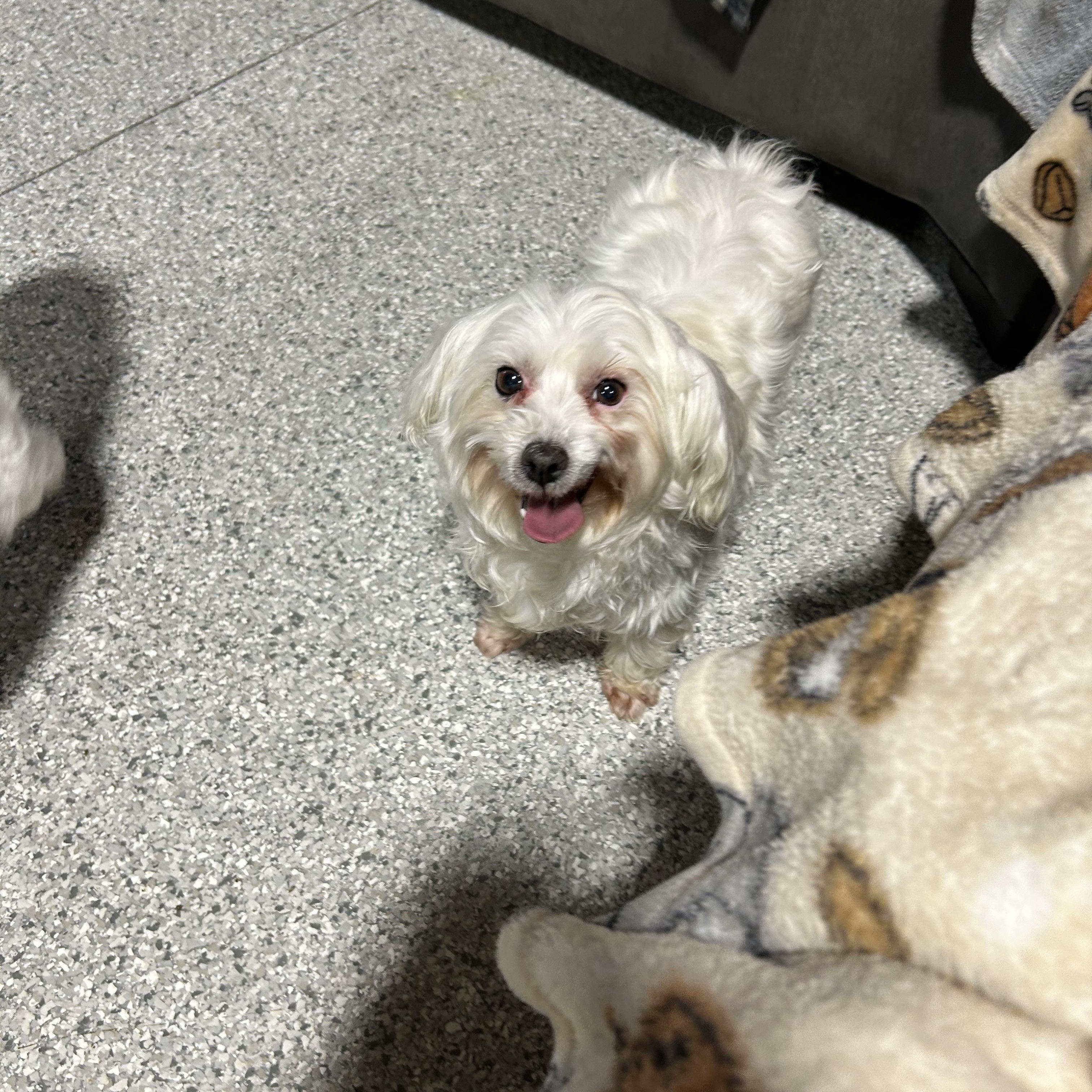 Enlarge Lexi.  , a Adoptable mixed breed in Antwerp, OH image 2/5