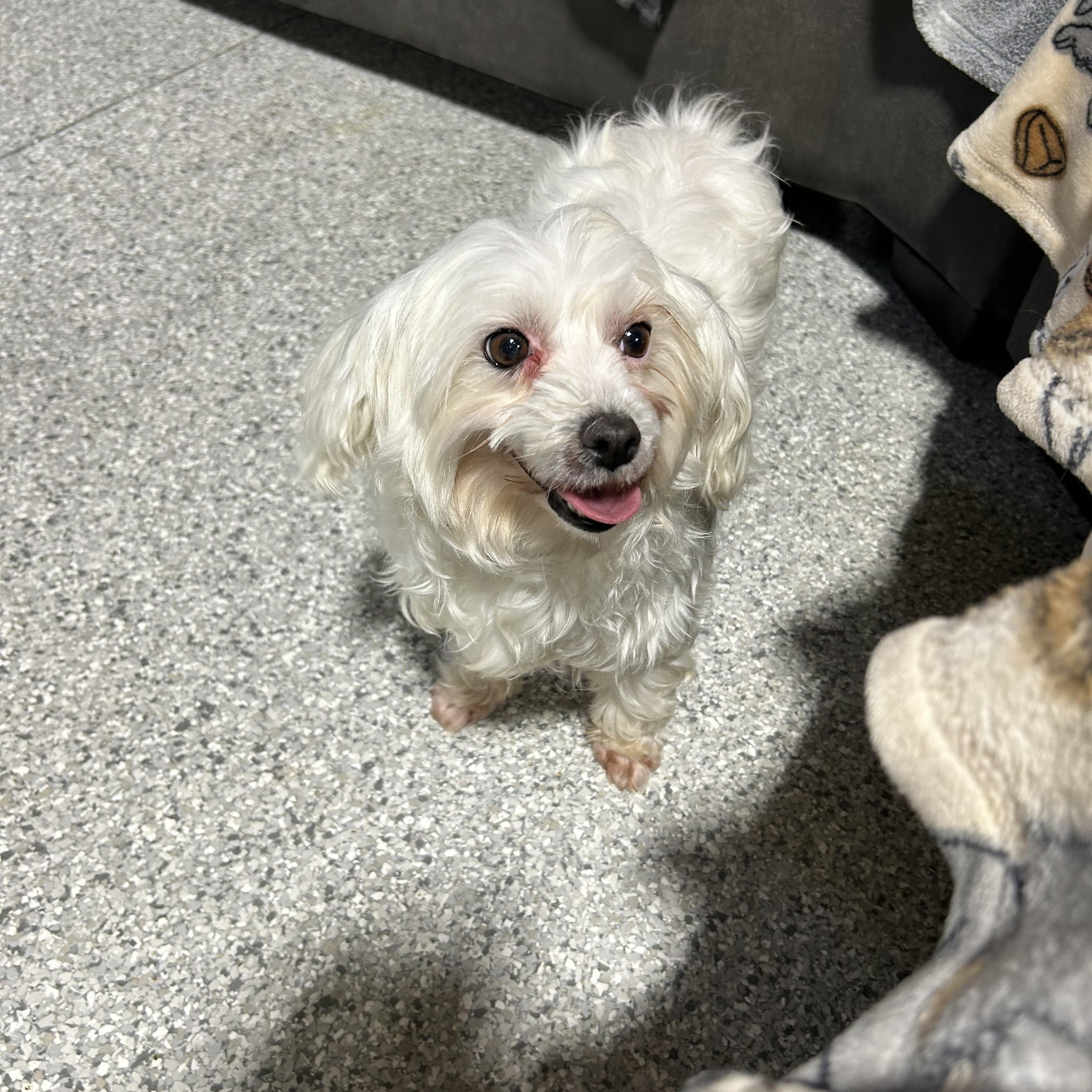 Enlarge Lexi.  , a Adoptable mixed breed in Antwerp, OH image 1/5