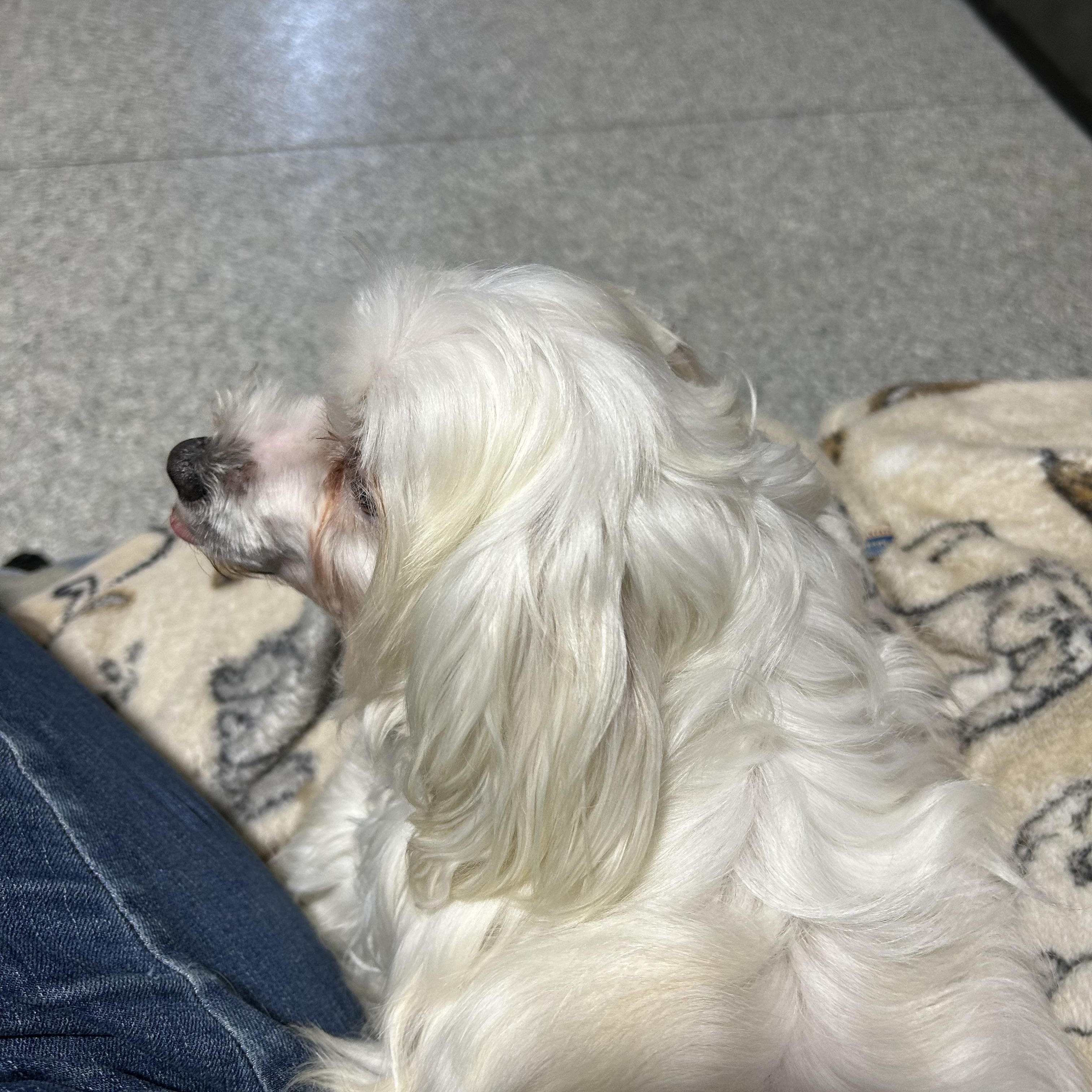 Enlarge Lexi.  , a Adoptable mixed breed in Antwerp, OH image 5/5