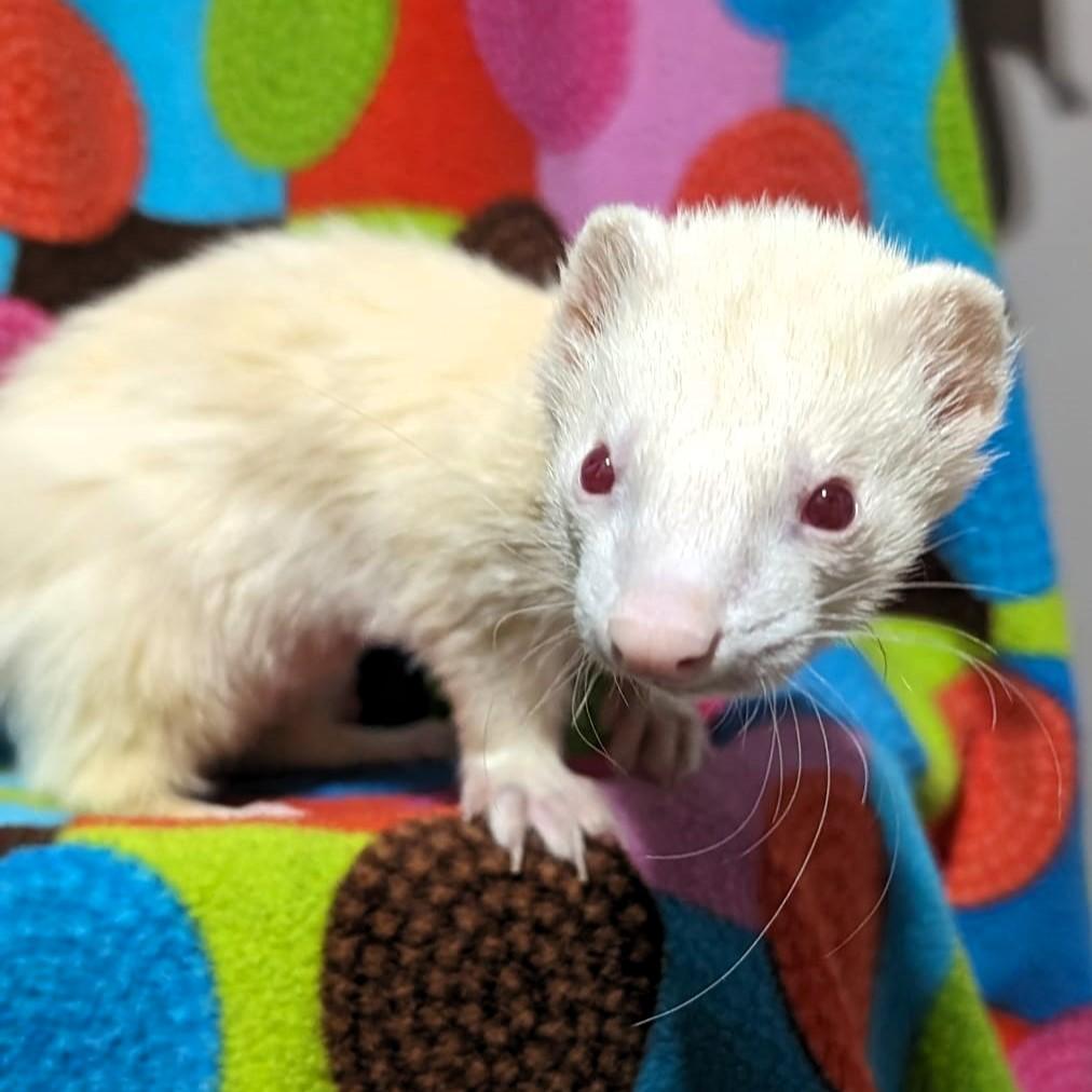 Enlarge Ardan and Digby, a Adoptable Ferret in Cleveland, OH image 1/2