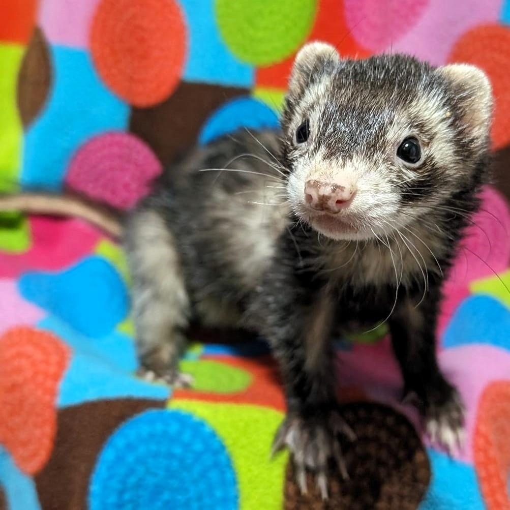 Enlarge Ardan and Digby, a Adoptable Ferret in Cleveland, OH image 2/2