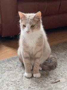 Valentine, an adoptable Domestic Short Hair in Wasilla, AK, 99654 | Photo Image 1