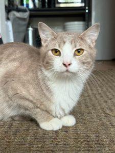 Valentine, an adoptable Domestic Short Hair in Wasilla, AK, 99654 | Photo Image 1