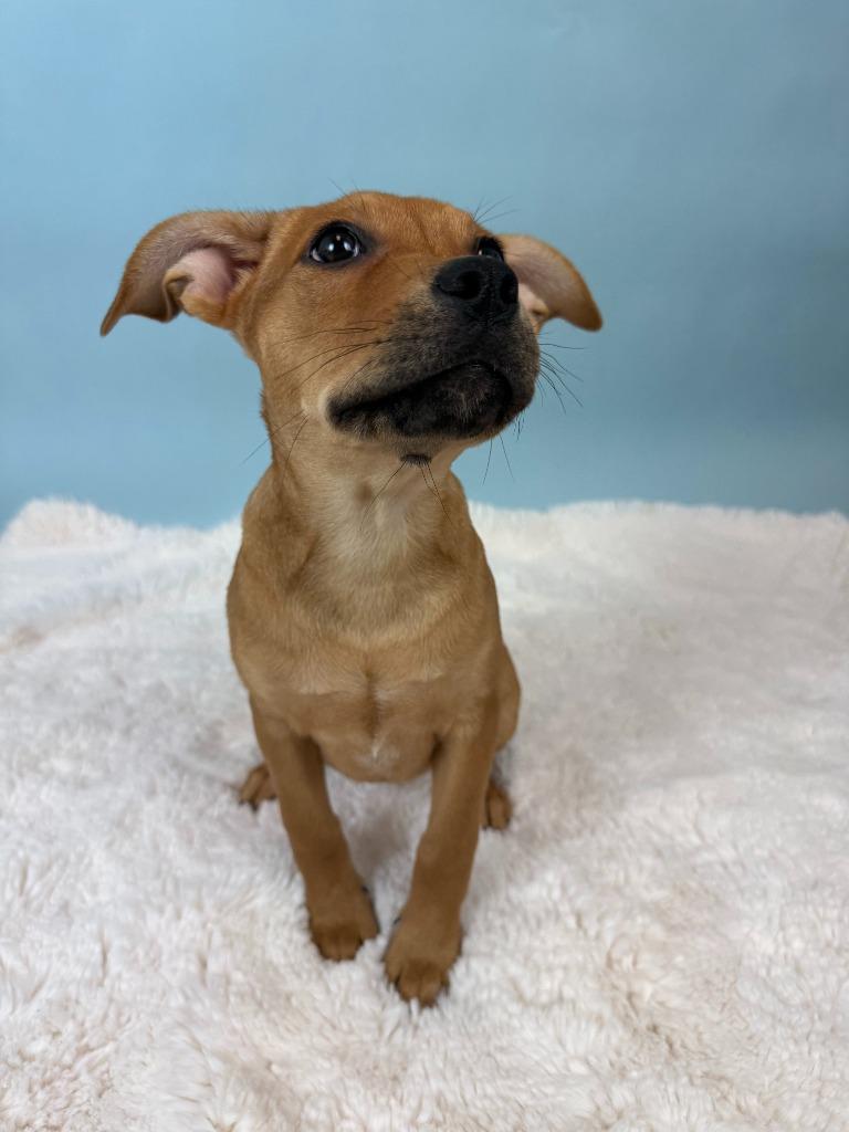 Honk, Adoptable, Puppy Female Australian Cattle Dog / Blue Heeler & Cattle Dog.