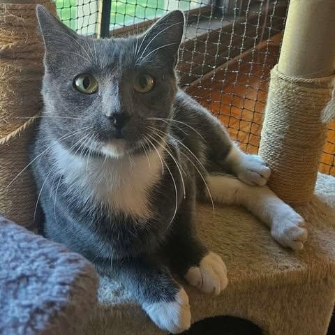 Rex, Adoptable, Young Male American Shorthair.