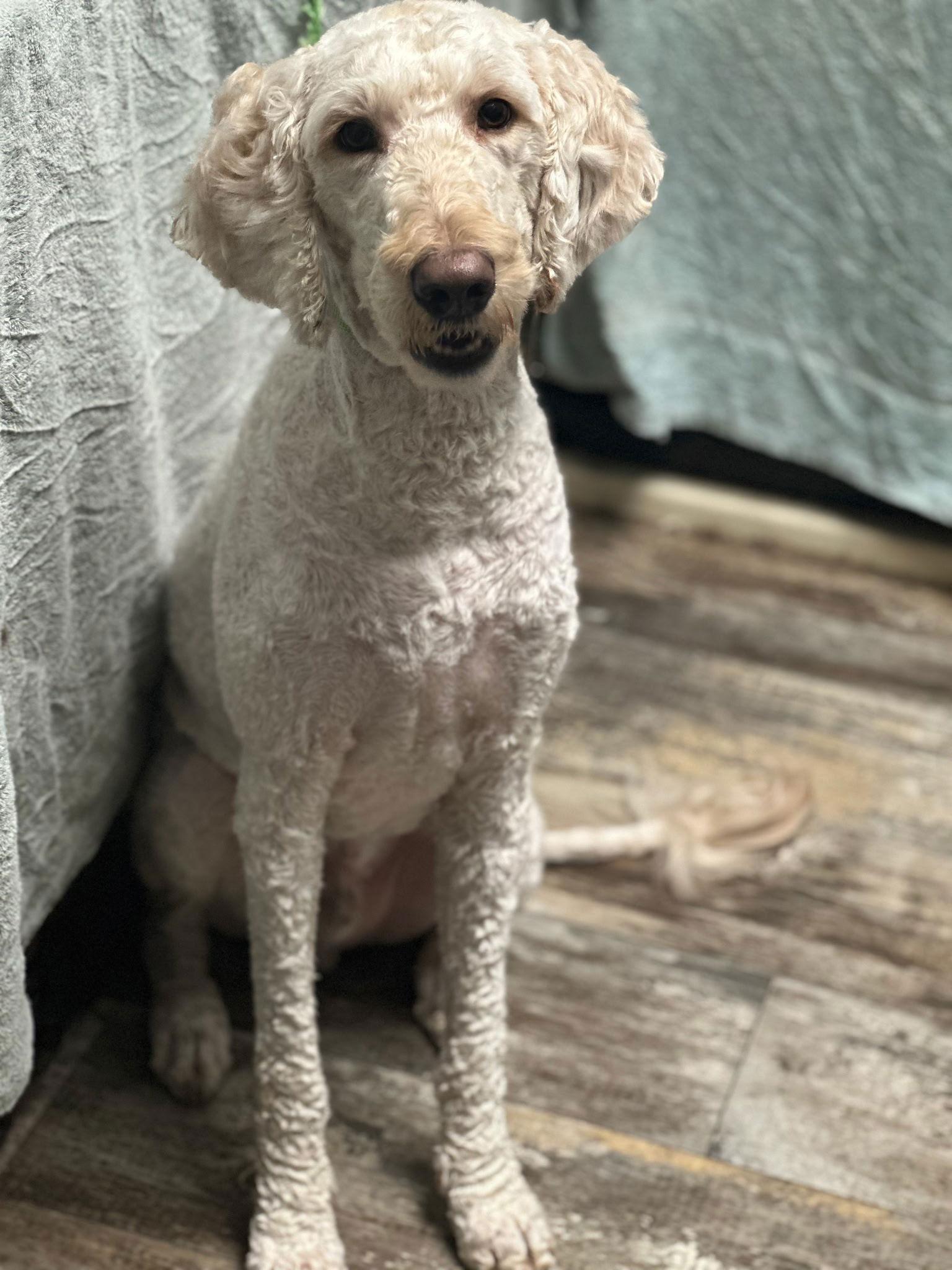 Enlarge Ember, a Adoptable mixed breed in Sioux Falls, SD image 1/3