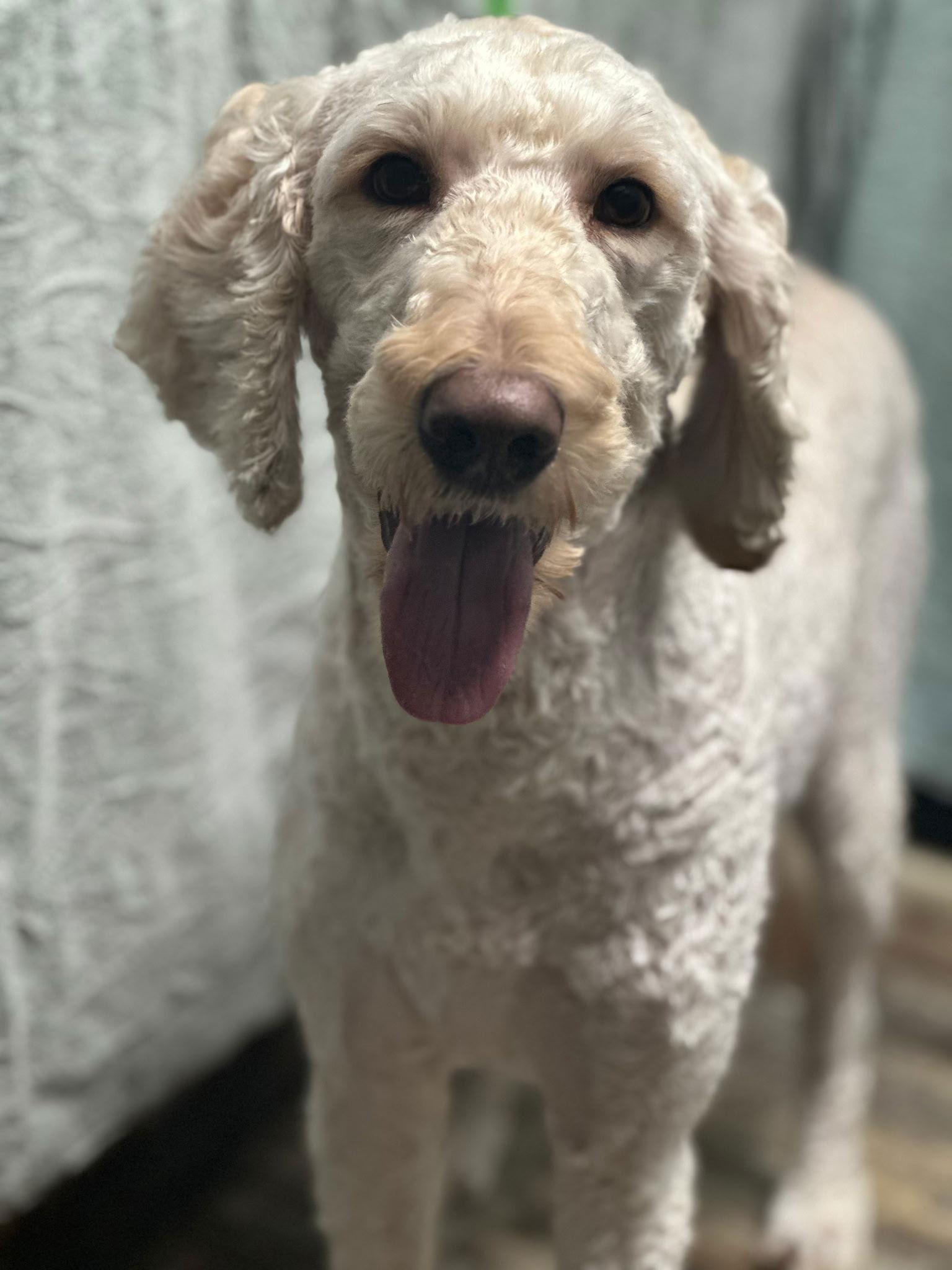 Enlarge Ember, a Adoptable mixed breed in Sioux Falls, SD image 2/3