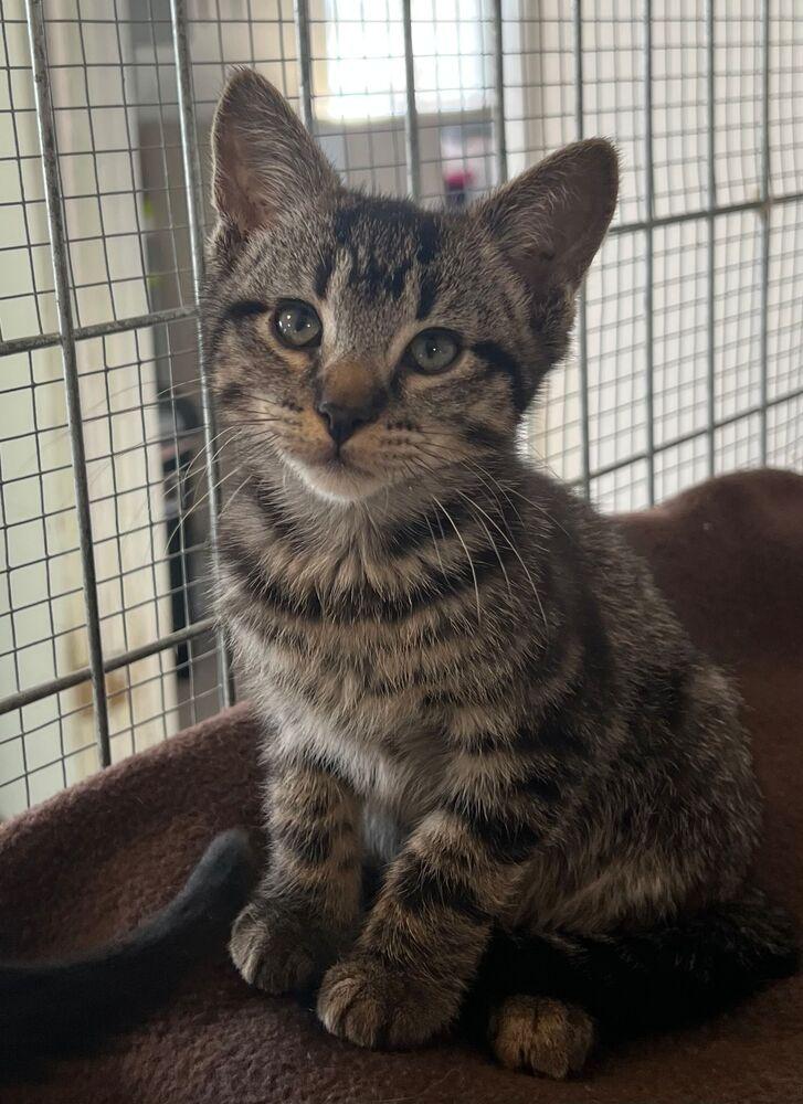 Axel, Adoptable, Kitten Male Domestic Short Hair.