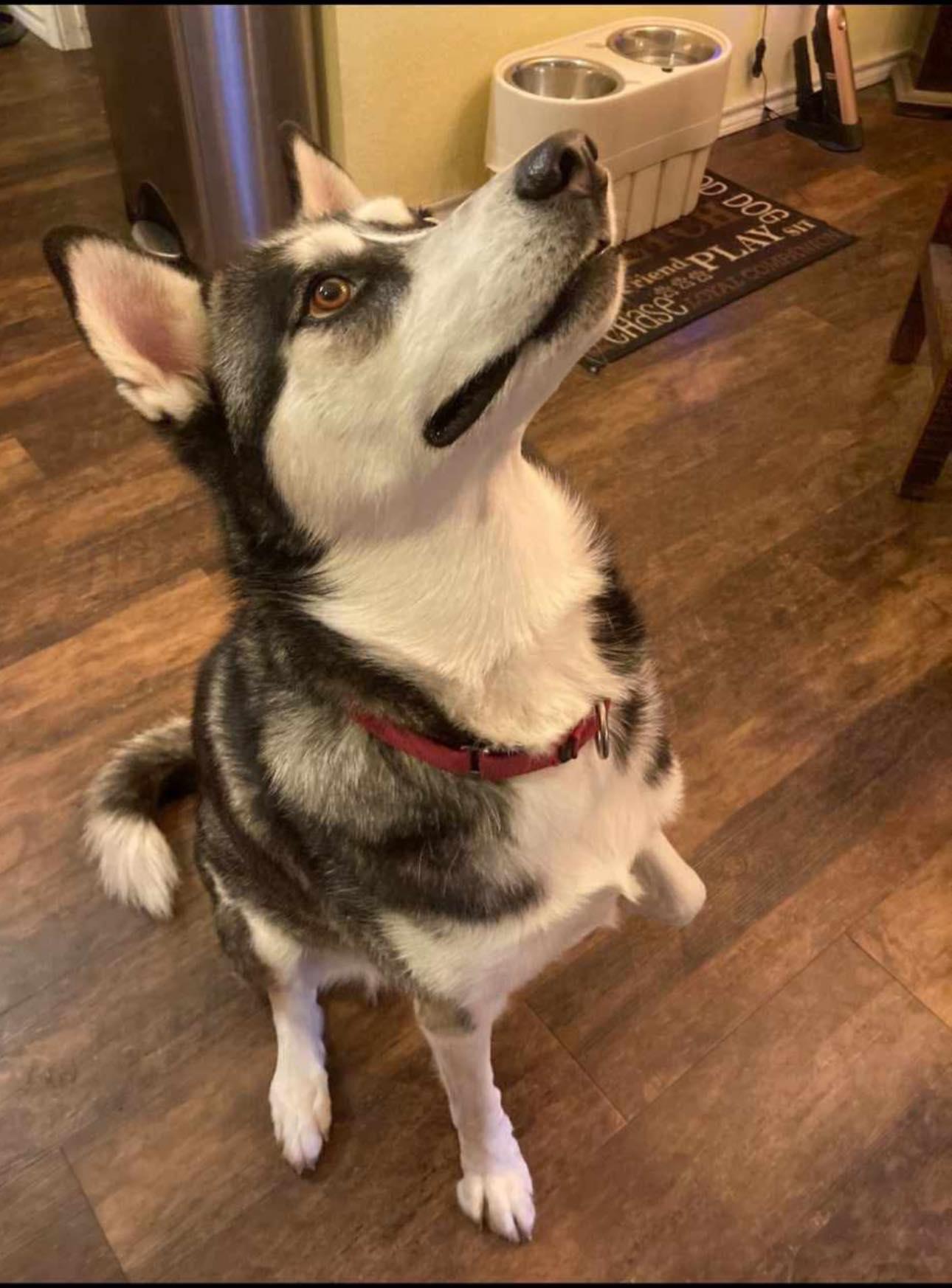 Azula, a Adoptable Siberian Husky in Dallas, TX image 1/3