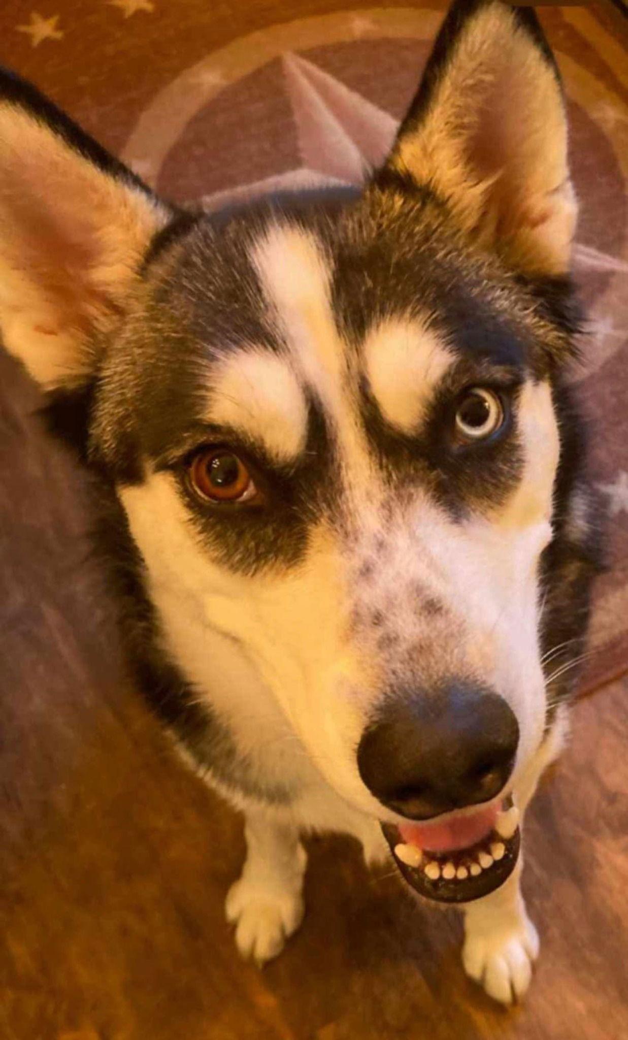 Azula, a Adoptable Siberian Husky in Dallas, TX image 2/3