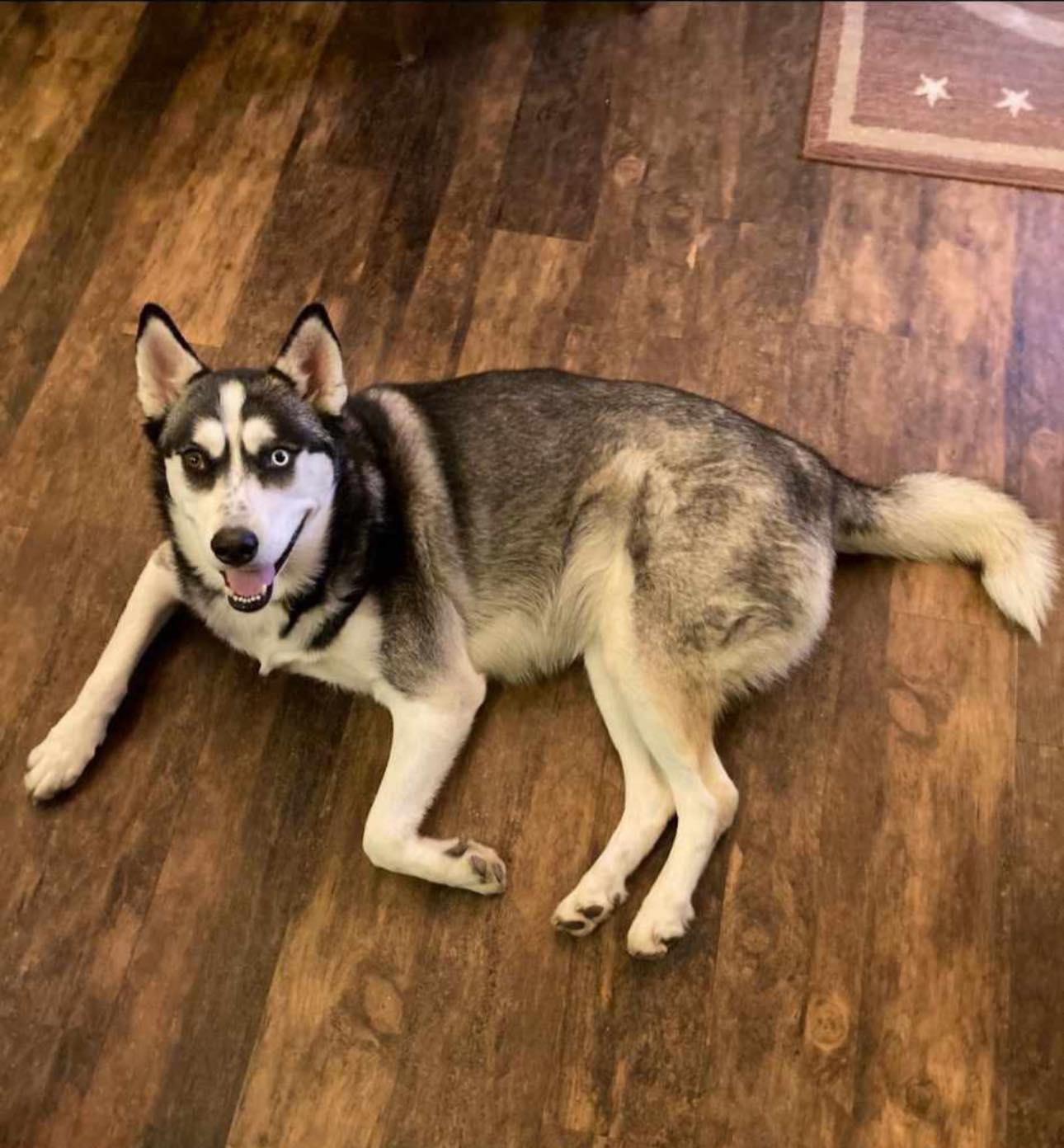 Azula, a Adoptable Siberian Husky in Dallas, TX image 3/3