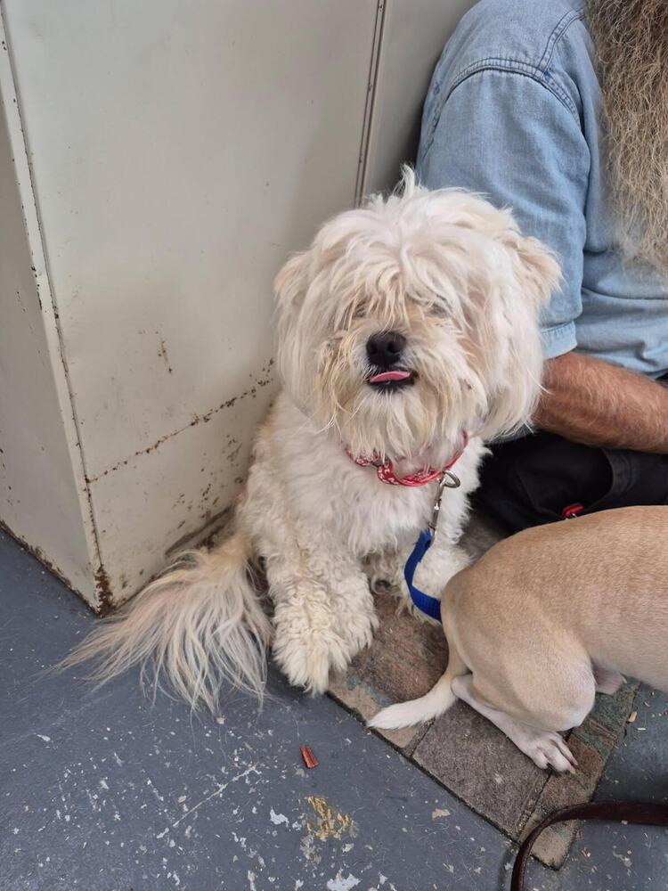 Tater, Adoptable, Adult Male Shih Tzu.