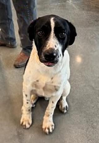 SCOUT, Adoptable, Young Male Australian Cattle Dog / Blue Heeler & Mixed Breed.