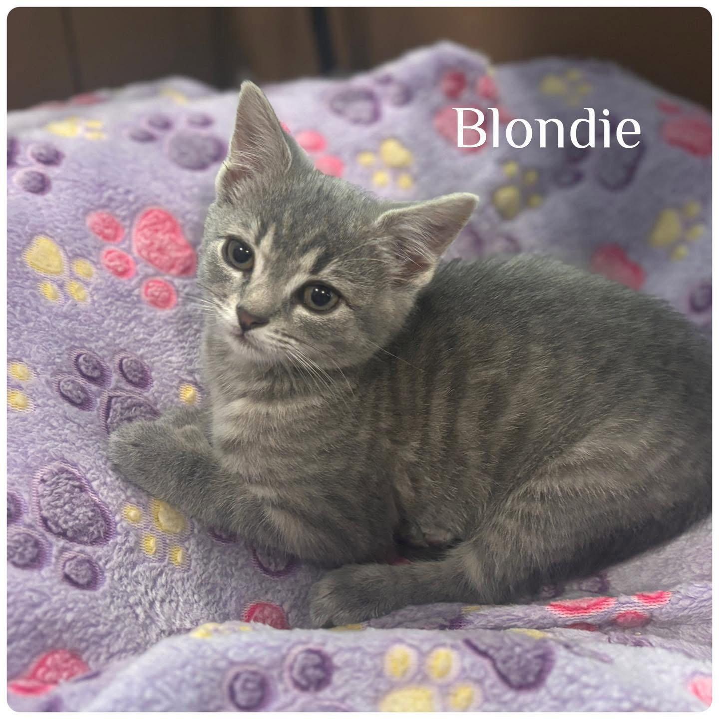 Enlarge Blondie, a Adopted Domestic Short Hair in Forest Hill, MD image 1/1