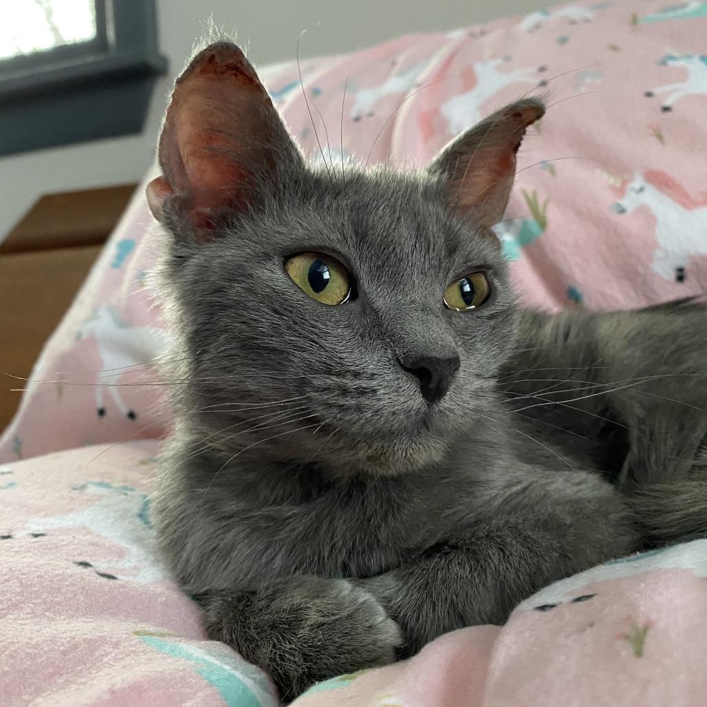 Enlarge Harrison, a Adoptable Domestic Short Hair in Panama City Beach, FL image 1/1