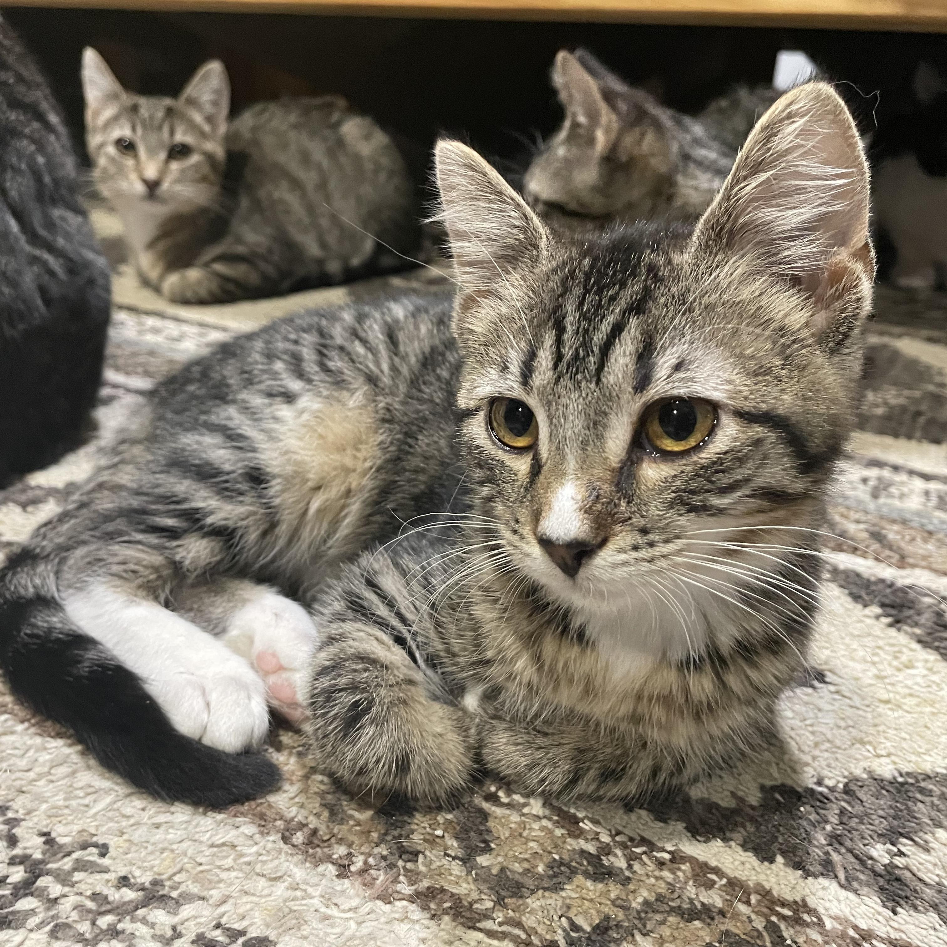 Enlarge Loreth, a ADOPTABLE Domestic Short Hair in Bentonville, AR image 1/1