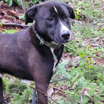 Enlarge Paco, a Adoptable Mixed Breed in Puyallup, WA image 2/6