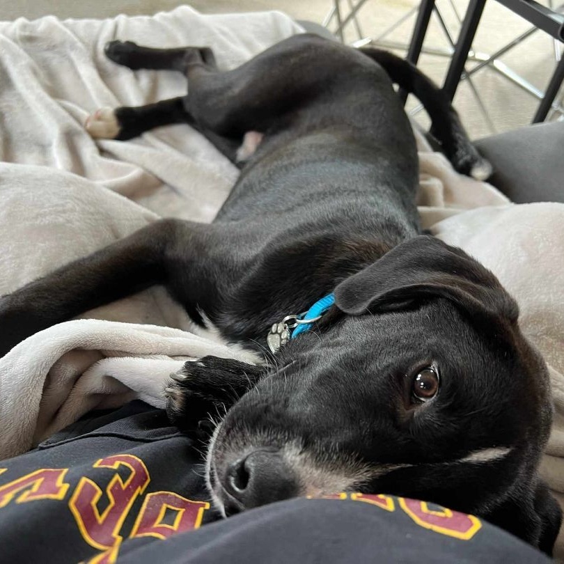 Enlarge Paco, a Adoptable Mixed Breed in Puyallup, WA image 1/6