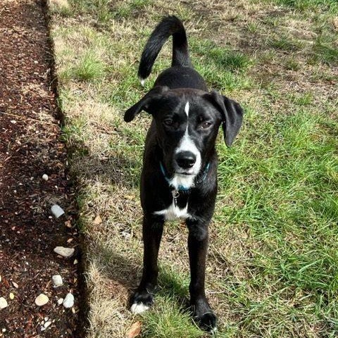Enlarge Paco, a Adoptable Mixed Breed in Puyallup, WA image 5/6