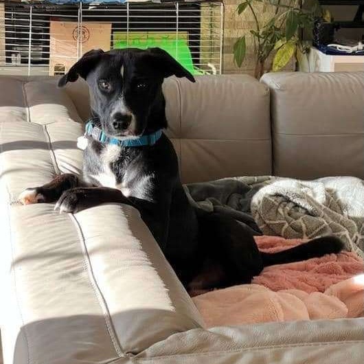 Enlarge Paco, a Adoptable Mixed Breed in Puyallup, WA image 4/6